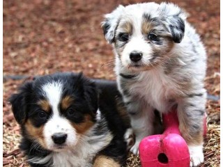Australian Shepherd Puppies: Your Furry Companion from Rising Sun Farm