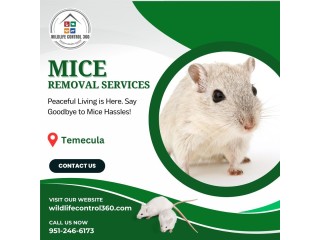 Mice Removal Services in Temecula