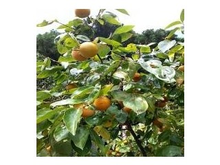 Fresh and Delicious: Fruit Trees for Sale!