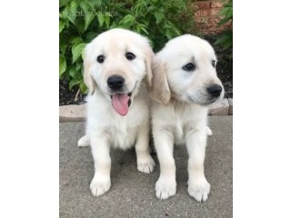 Golden Retriever Puppies Tennessee: Cherished Companions at TriStar Goldens