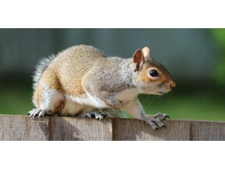 Suwanee Squirrel Trapping Services: Reclaim Your Home From Rodents
