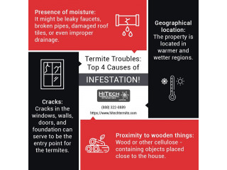 Termite Troubles: Top 4 Causes of Infestation!
