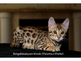 Bengal Kittens for SALE