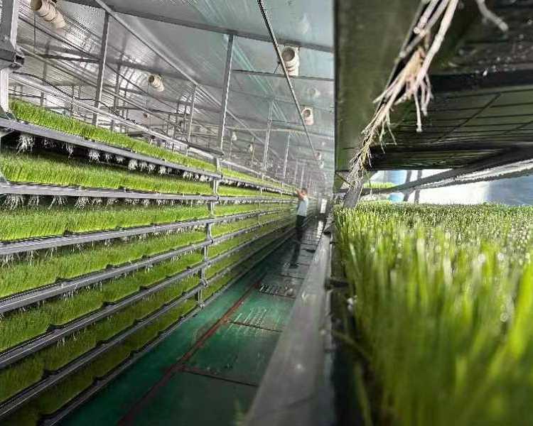 hydroponic-fodder-system-for-livestock-feeding
