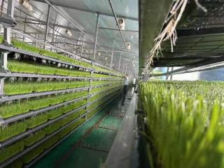 hydroponic-fodder-system-for-livestock-feeding-small-0