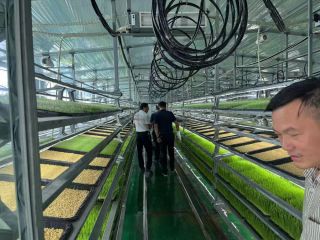 hydroponic-fodder-system-for-livestock-feeding-small-1