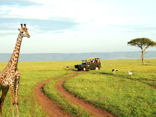 best-safari-tours-in-kenya-explore-wildlife-adventures