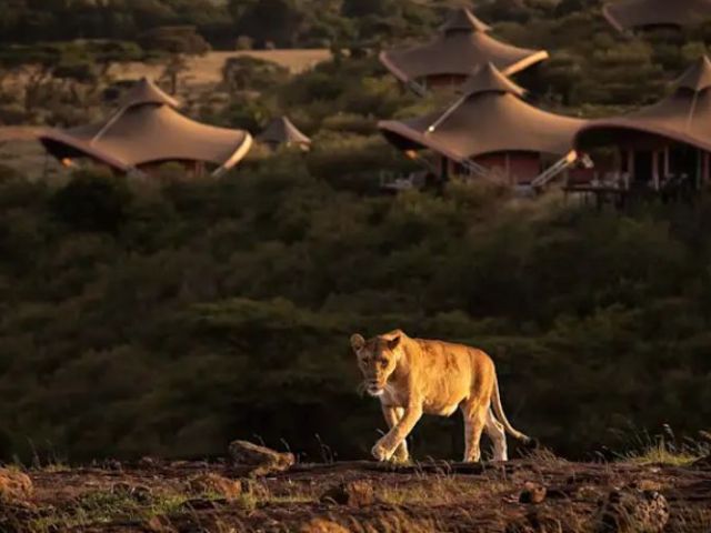 best-safari-camps-in-kenya-luxury-wildlife-stays