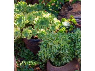 tranquil-environment-at-tree-aloe-guest-house-small-0
