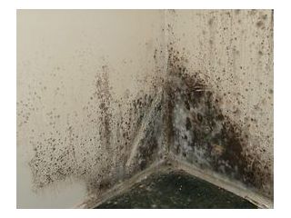 commercial-roof-cleaning-contractor-small-0
