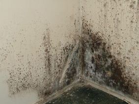 commercial-roof-cleaning-contractor