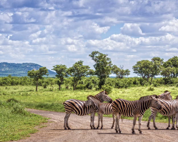 kruger-safari-packages-south-africa