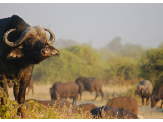 kruger-safari-packages-south-africa-small-1