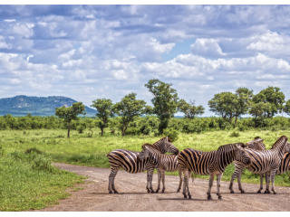 kruger-safari-packages-south-africa-small-0