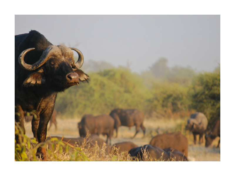 kruger-safari-packages-south-africa-small-1