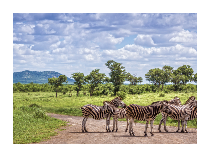 kruger-safari-packages-south-africa-small-0
